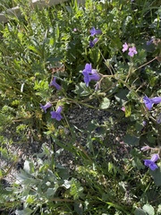 Phacelia minor