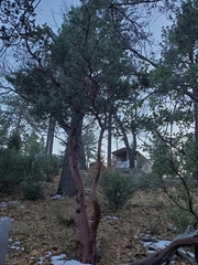 Arctostaphylos glauca