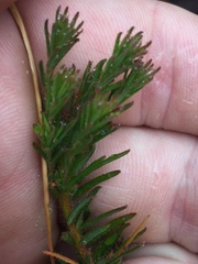 Tetratheca pilosa