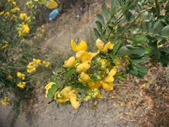 Senna pallida