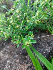 Acanthospermum australe