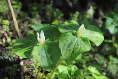 Trillium