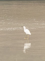 Egretta thula