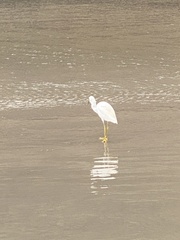 Egretta thula
