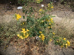 Senna pallida