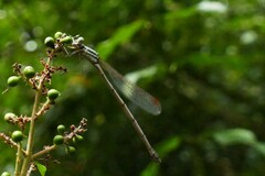Austrolestes analis
