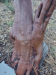 Arctostaphylos glauca
