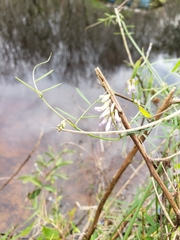 Vicia acutifolia
