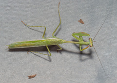 Stagmomantis theophila