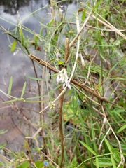 Vicia acutifolia