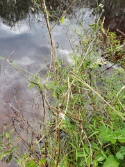 Vicia acutifolia