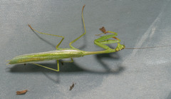 Stagmomantis theophila