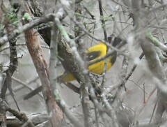 Icterus graduacauda