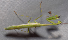Stagmomantis theophila