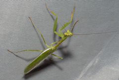 Stagmomantis theophila