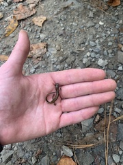 Eurycea guttolineata