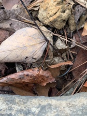 Eurycea guttolineata