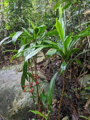 Cordyline cannifolia