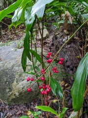 Cordyline cannifolia
