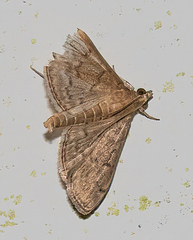 Pilocrocis ramentalis