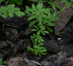 Galium aparine