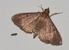 Pilocrocis ramentalis
