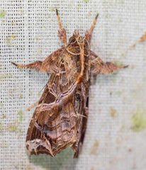 Callopistria floridensis