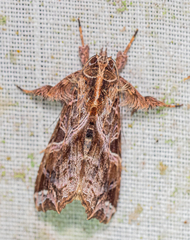 Callopistria floridensis