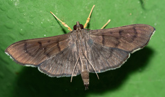 Omiodes