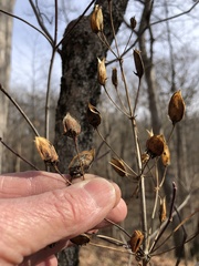 Frasera caroliniensis