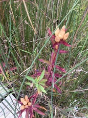 Gentiana rubricaulis