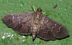 Pilocrocis ramentalis