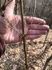 Frasera caroliniensis