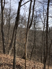 Frasera caroliniensis