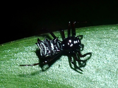 Micrathena hamifera