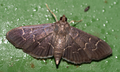 Pilocrocis ramentalis