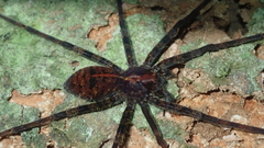 Enoploctenus
