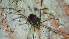 Gonyleptoidea
