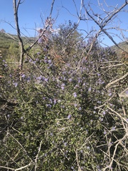 Ceanothus tomentosus