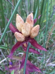 Gentiana rubricaulis