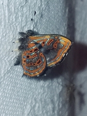 Sarota myrtea