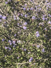 Ceanothus tomentosus