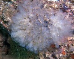 Clavelina oblonga