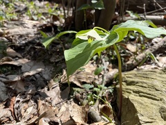 Trillium
