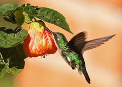 Chlorostilbon melanorhynchus