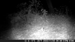 Didelphis virginiana