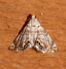 Image of Eoparargyractis irroratalis