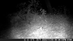 Didelphis virginiana