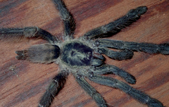 Tapinauchenius plumipes