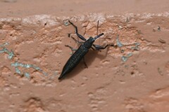 Rhinotia phoenicoptera